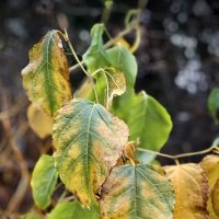 Ещё зеленеет ) :: Любовь 