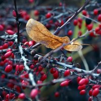 барбарис 20 ноября :: Михаил Бибичков