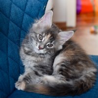 Малышка - Мейн-Кун :: Владимир Звягин