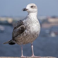 Чайка. :: Александр 