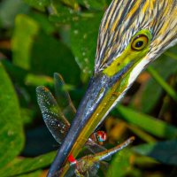 Завтрак :: Адик Гольдфарб