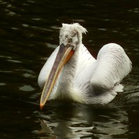 Грустный пеликан :: Юрий. Шмаков