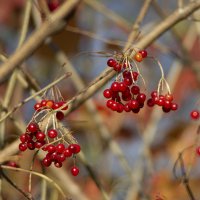 Ягоды. :: Александр 