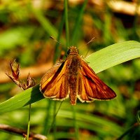 опять про бабочек...71 :: Александр Прокудин