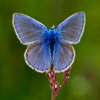 опять про бабочек...75 :: Александр Прокудин