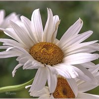 Про лето и ромашки ... :: Aquarius - Сергей Про лето и ромашки ... :: Aquarius - Сергей