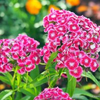 они на радость нам даны :: Олег Лукьянов