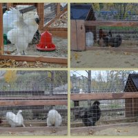 Петушки и курочки :: Татьяна Машошина