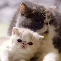 Растём... :: Светлана Ищенко