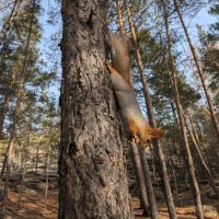 Обитатели осеннего леса :: Андрей Хлопонин