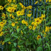 Осенние :: Анатолий Чикчирный Осенние :: Анатолий Чикчирный