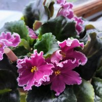 Фиалки радуют цветением! :: Ольга Фиалки радуют цветением! :: Ольга