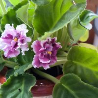 Герцогиня. :: Ольга 