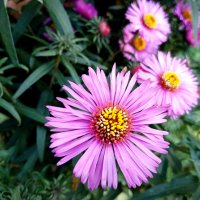 Цветы. Осень. :: Владимир Драгунский Цветы. Осень. :: Владимир Драгунский