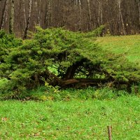Бансай :: Валерий Пославский Бансай :: Валерий Пославский