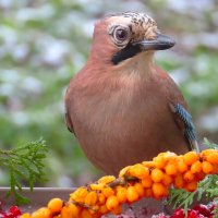 Сойка :: Ольга Митрофанова