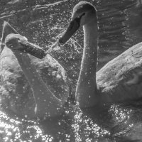 Делёжка :: Олег Загорулько