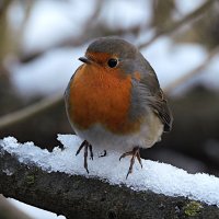 Зарянка :: Лина 