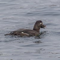 турпан. :: юрий макаров турпан. :: юрий макаров
