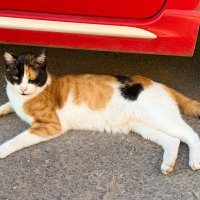 Кошка моя! :: Александр Деревяшкин