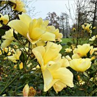 Ноябрь. Зеленоградские розы. :: Валерия Комова Ноябрь. Зеленоградские розы. :: Валерия Комова