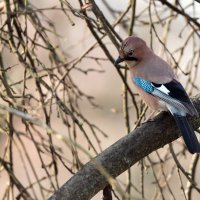 Сойка :: Владимир Безбородов Сойка :: Владимир Безбородов