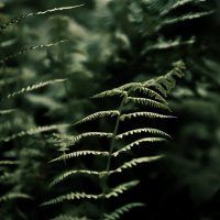 Подсвеченный солнцем папоротник :: Анастасия Ильина Подсвеченный солнцем папоротник :: Анастасия Ильина