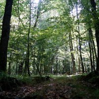 Беловежская пуща :: Gal` ka