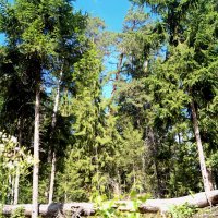 Беловежская пуща :: Gal` ka Беловежская пуща :: Gal` ka