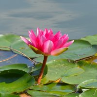 Нимфеи пруда "Бекет" :: Константин Анисимов