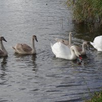 Лебеди в городском парке :: Рита Симонова