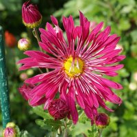 Из Никитского сада :: Татьяна Тюменка