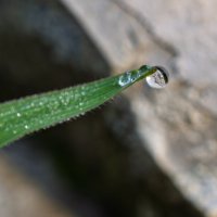 отражение в капле :: Ольга Косачова