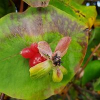 сентябрь :: Елена Шаламова