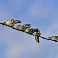 Совещание на проводе :: Светлана Совещание на проводе :: Светлана