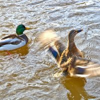 Танцы на воде :: Светлана 