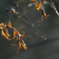 В парке... :: Николай Саржанов