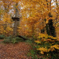 Буковая роща... :: Николай Гирш