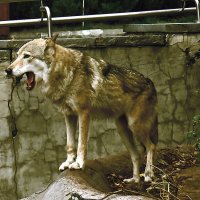 Волк Тарзан скончался от инсульта в московском зоопарке 30/10-25г. :: Игорь Олегович Кравченко