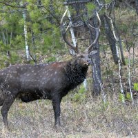 Рогач... :: владимир 