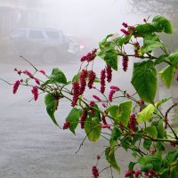 Туман и горец восточный :: Татьяна Смоляниченко Туман и горец восточный :: Татьяна Смоляниченко