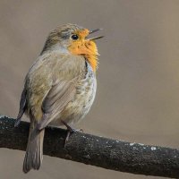 Малиновка (зарянка). :: Nik Lovec