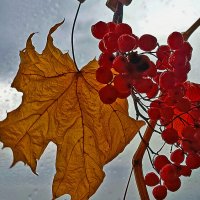 Осенние дары! :: Валентина  Нефёдова 