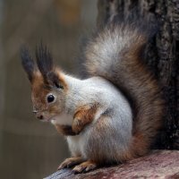 Царицыно 21 ноября :: Михаил Бибичков Царицыно 21 ноября :: Михаил Бибичков