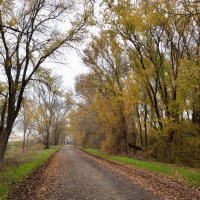 Поздняя осень, сквозь прозрачное кружево леса... :: Надежда Куркина Поздняя осень, сквозь прозрачное кружево леса... :: Надежда Куркина