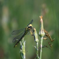 Улыбочку. :: Александр 