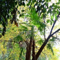 Адлер. В пансионате "Орбита" :: Нина Бутко