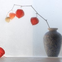 Ноябрьский этюд с физалисом :: Olenka 