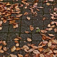 Осень 64 :: Алексей Кузнецов