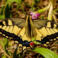 опять про бабочек...79 :: Александр Прокудин